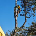 a man in a tree