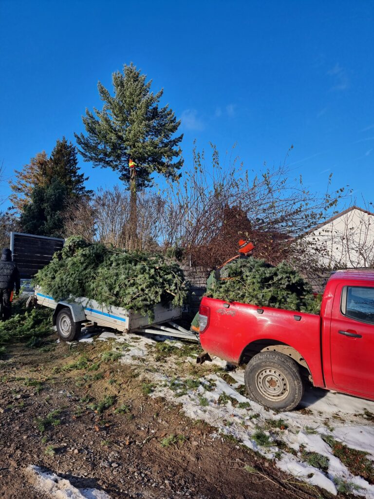 a red truck with a trailer full of christmas trees